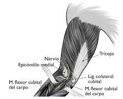 Atrapamiento Del Nervio Cubital En El Codo Sindrome Del Tunel Cubital Ulnar Nerve Entrapment At The Elbow Cubital Tunnel Syndrome Orthoinfo Aaos