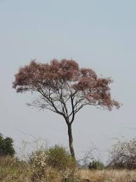 Image result for Millettia bussei