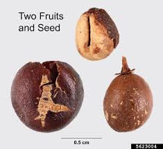 Image result for Strychnos henningsii