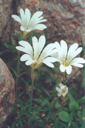 Image result for Cerastium afromontanum