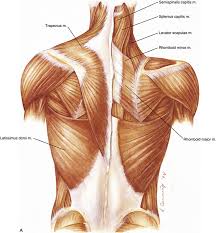 We would like to show you a description here but the site won't allow us. Muscles That Influence The Spine Basicmedical Key