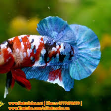 Galaxy Koi Betta Bettasales Net 0777678979 Betta Sales