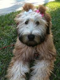 The soft coated wheaten terrier is a furry, adorable pure terrier breed that is loved by people all over the world. Maddox Pups Maddox Country Kennel