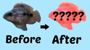 Check spelling or type a new query. Blood Parrot Cichlid Color Change Over 1 Year Youtube