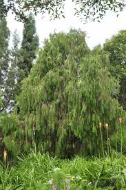 Image result for Cupressus funebris