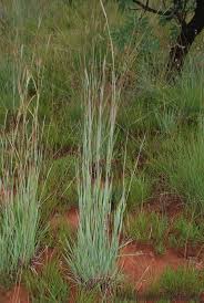Image result for Diheteropogon filifolius