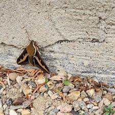 Image result for Hylebates