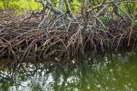 Image result for Rhizophora
