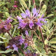 The leaves are held on upright stems. Salvia Celestial Blue