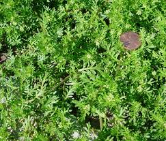 Image result for Coronopus