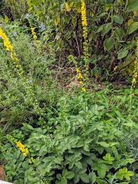 Image result for Agrimonia