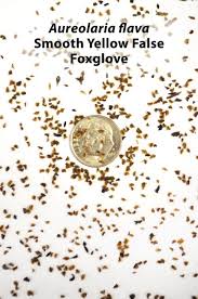 Image result for Pearsonia flava