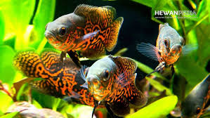 Ikan tersebut termasuk bnayak makan sehingga akuarium cepat kotor, maka sebaiknya pilih akuarium yang besar, maksimal berukuran akuarium 60 x 40 x 40 cm untuk per pasang. 8 Jenis Dan Harga Ikan Oscar Beserta Cara Merawatnya Hewanpedia