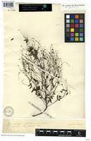 Image result for Phyllanthus pentandrus