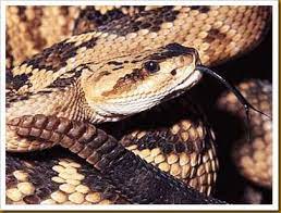 Scinerds Pet Snake Snake Venom Snake