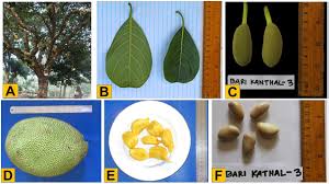 Image result for Artocarpus heterophyllus
