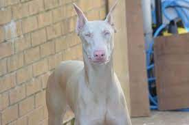 White Doberman Vs Albino Doberman So Similar Yet So Different