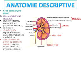 Pin By Oumnajma Ben On Anatomie 1 Cardio