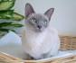 The Most and Least Expensive Cat Breeds ... - GOBankingRates