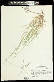 Image result for Cynodon nlemfuensis