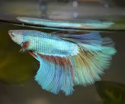 Dragon scale is a scale mutation rather like pearl scale but, it sounds much more cool. Meet Ryuu He S A Dragon Scale Betta Bettafish