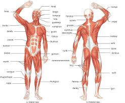 Click on the tags below to find other quizzes on the same subject. Scientific Muscle Names Album On Imgur