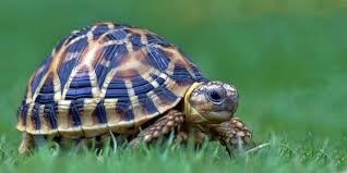 Indian Star Tortoises