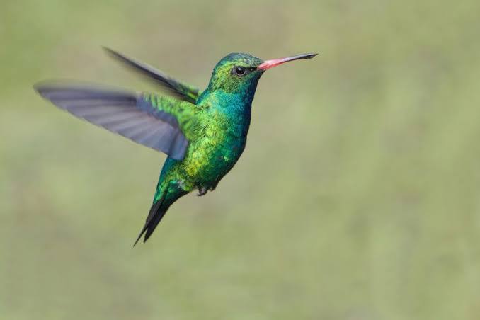 Resultado de imagen de colibri"