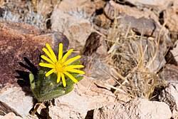 Image result for Hirpicium