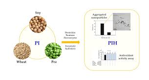 Unsere dienstleistungen im bereich zahnimplantate. Nanomaterials Free Full Text Antioxidative Activity Of Soy Wheat And Pea Protein Isolates Characterized By Multi Enzyme Hydrolysis Html