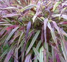 Image result for hakonechloa macra nicolas