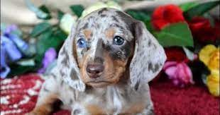 Miniature Dapple Dachshund Puppies For Sale