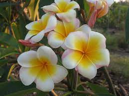 Pin On Frangipanier Hibiscus Tiare Oiseau Du Paradis Fleurs Exotique