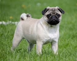Image result for pug dog