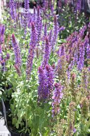 Pin On Plant Of The Month