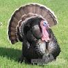 Thanksgiving turkeys for sale near me. 3