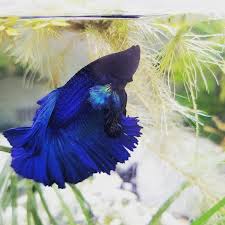 Rose petal bettas are already expensive enough for many customers so that not many of them sell. Male Rose Petal Bettas For Sale Order Online Petco