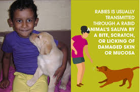 Aug 15, 2014 · postexposure prophylaxis is generally not needed in patients with a dog or cat bite as long as the animal is not showing signs of rabies, such as inappetence, dysphagia, abnormal behavior, ataxia. Rabies Diagnostic Unit University Of Peradeniya