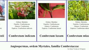 Image result for Combretum oxystachyum