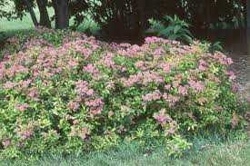 Image result for Spiraea bumalda