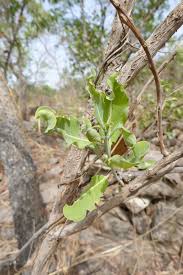 Image result for Terminalia mollis