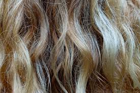 Image result for lice vs dandruff