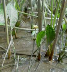 Image result for Alectra rigida