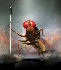 SS Rajamouli - Happy to announce that Eega is the first Telugu film that  has been dubbed into SWAHILI language widely spoken in East Africa and  released in Tanzania, Kenya, Uganda, Rwanda,