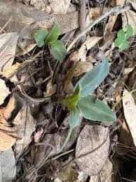 Image result for Cheirostylis