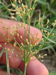 Image result for Fimbristylis quinquangularis