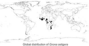 Image result for Grona setigera