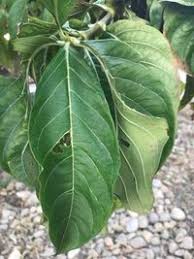 Image result for Vangueria madagascariensis