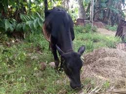 Through centuries of exposure to inadequate food supplies, insect pests, parasites, diseases and the weather extremes of tropical india, the native cattle developed some remarkable. Cultivation Of Brahman Cattle Steemit