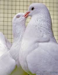 Image result for cara merawat burung merpati